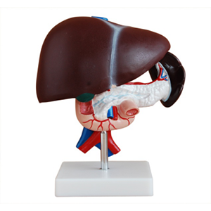 Liver pancreas duodenum model